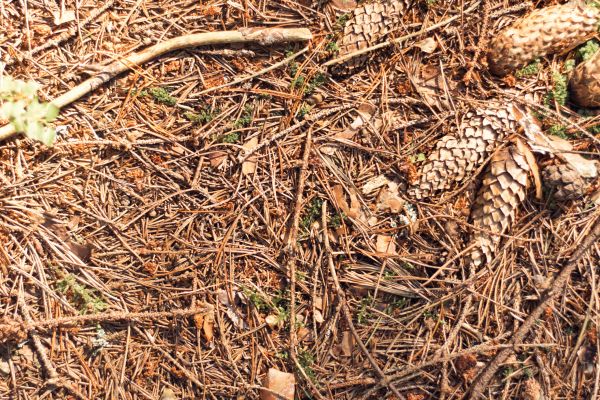 Pine Needles Removal in Stone Mountain