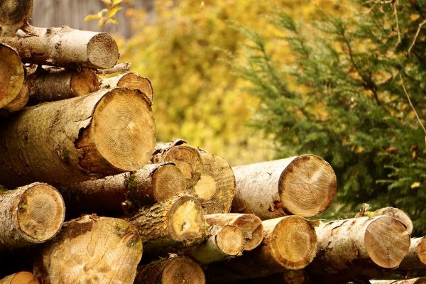 Wood Pile Removal in Stone Mountain