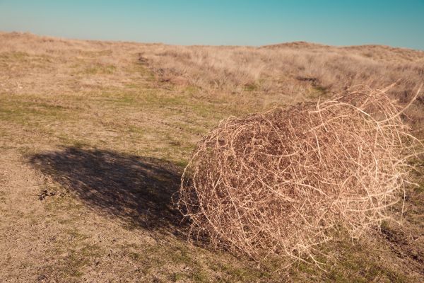 Tumbleweed Removal in Stone Mountain