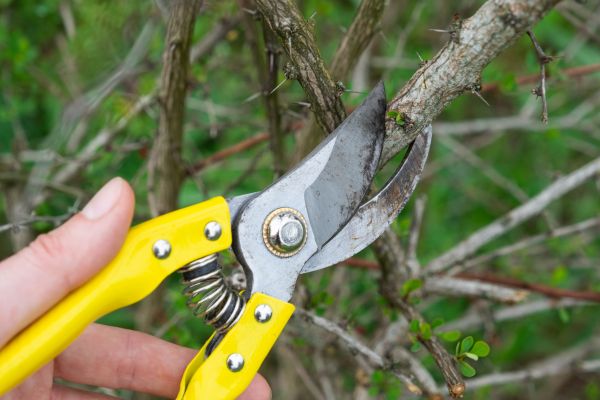 Limbs Removal in Stone Mountain