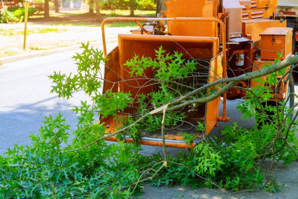 Tree Branches Removal in Stone Mountain