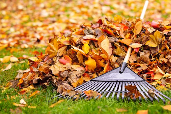 Yard Leaf Removal in Stone Mountain