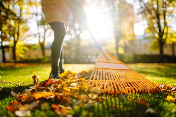 Leaves Raking in Stone Mountain