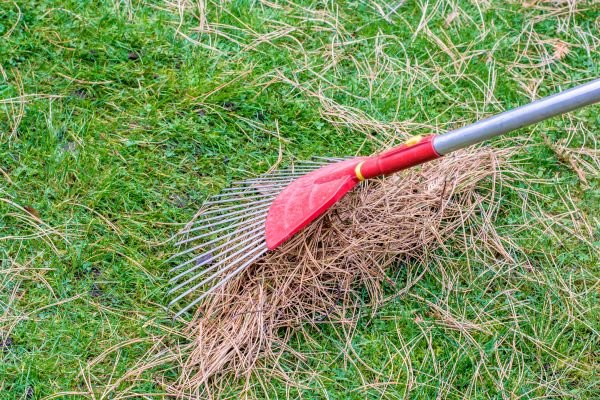 Yard Raking in Stone Mountain