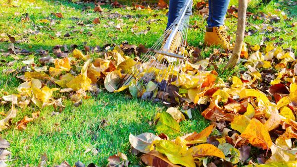 Lawn Cleanup Service in Stone Mountain