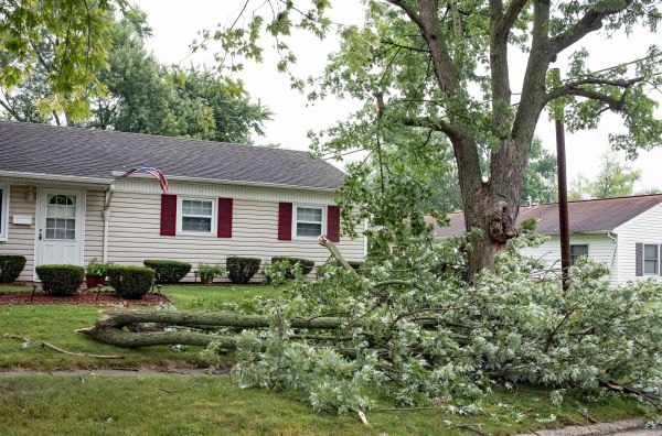 Fallen Branch Removal in Stone Mountain