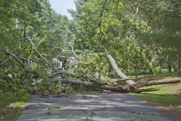 Tree Debris Removal in Stone Mountain